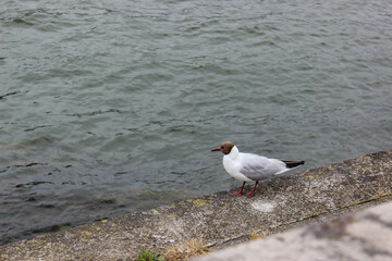 seagull on the canal border
