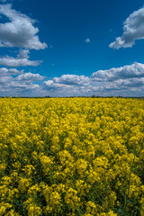 Obraz premium Cover page with beautiful farm landscape with rapeseed at blossom field as biofuel, wind turbines to produce green energy in Germany, Spring, blue sky, sunny day. Concept of green energy production.