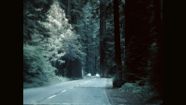 Redwood Driving 1957 - Driving through the California Redwoods in the 1950's  