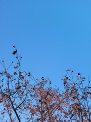 leaves in a tree and blue sky