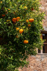 Orchard. Orange tree with ripe fruits