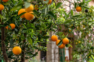 Orchard. Orange tree with ripe fruits