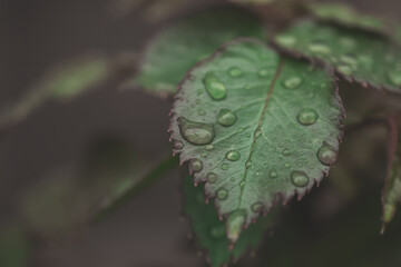 macro photo of a green leaf with dew