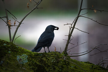 View of a black bird with berry in beak - 502641960