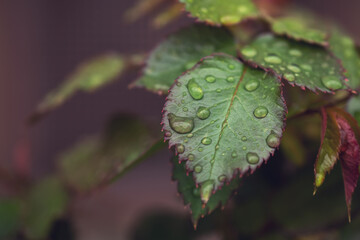 macro photo of a green leaf with dew
