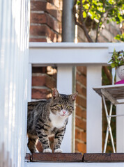 Handsome Cat In Warm Summer Light