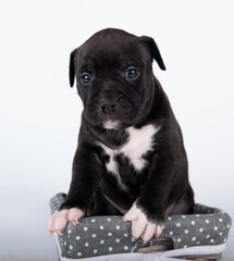 Black and white American Staffordshire Terrier dog or AmStaff puppy on white background
