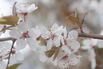 festival, japan, japanese, romantic, sakura, springtime, april, cherry, floral, flower, nature, pink, background, blooming, garden, park, spring, tree, colourful, hope, march, petal, ray, sunburst, su