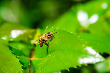 Bee on a green leaf of a rose, close up, macro.