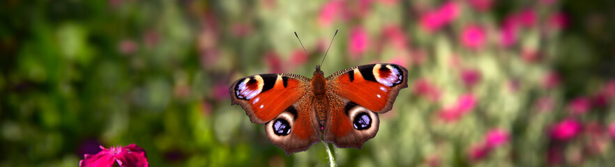 Schmetterling 984