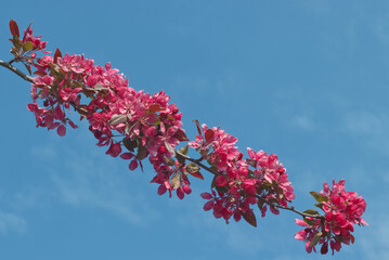 Branch Malus floribunda or also Japanese flowering crabapple wrapped in flowers against a background of blue sky.