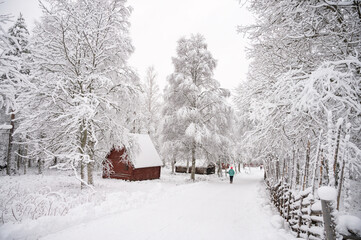 A calm tranquil view of the snow covered trees in the snowdrifts. A beautiful woman in coloured jacket walking through the Magical winter forest.