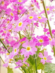 Fototapeta premium 花のある風景 サクラソウ