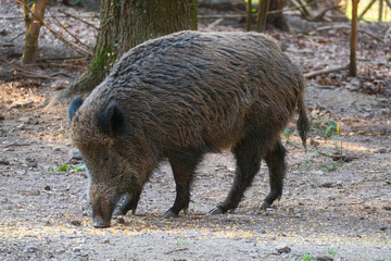 Wildschwein sucht auf dem Waldboden nach Fressen