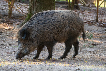 Wildschwein sucht auf dem Waldboden nach Fressen