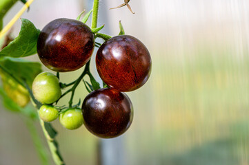 bunches of ripe tomatoes in a greenhouse, tomatoes ripen on a branch in the hothouse, closeup