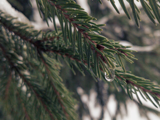 A drop of melt water flows down a spruce branch. Spring drops. The approach of spring.