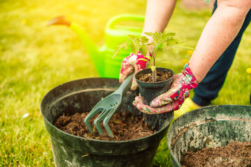 Farmer's hand planting tomato seedlings. Seedling tomatoes in the hand. Hand holding young seedlings of tomato.