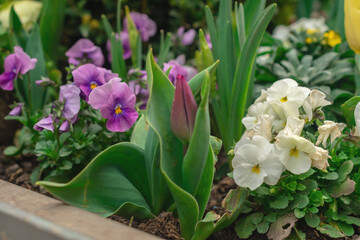 flowers in a flowerbed in the park