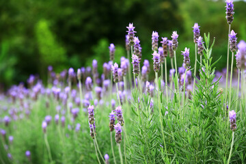 amazing view of Lavender flowers,beautiful purple Lavender flowers blooming in the garden 