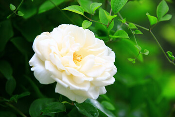 blooming romantic fresh white Rose,beautiful white Rose in full bloom in the garden