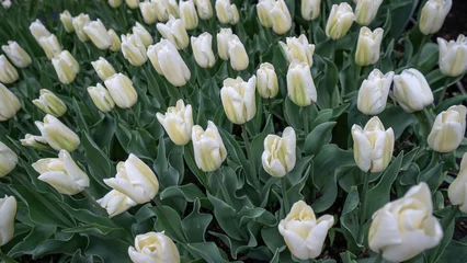 Fotobehang Flowers tulip field background - Top view of white blooming tulips in spring © Corri Seizinger