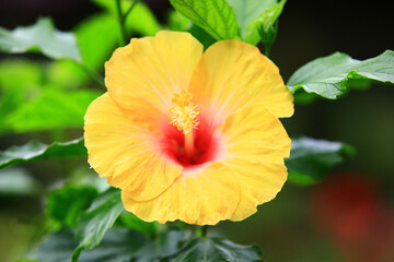 beautiful view of blooming yellow Chinese Hibiscus(China Rose) flower,close-up of yellow flower blooming in the garden 
