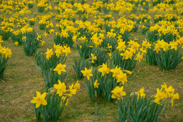 flowers in a flowerbed in the park, narcissus
