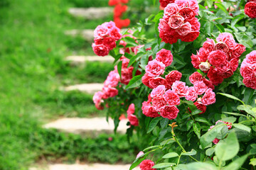 blooming romantic fresh colorful Roses and stairs,beautiful red Roses in full bloom in the garden
