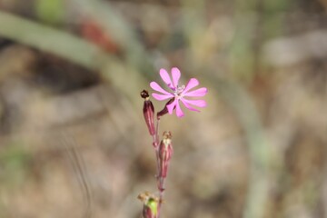 The pink species Silene colorata
