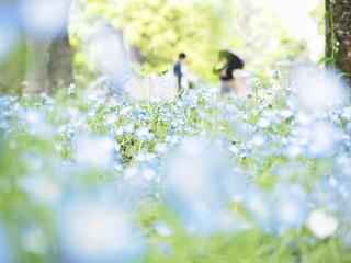 ネモフィラの花