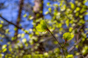 The arrival of spring, the vegetation cycle of plants. Bright green, small leaves of alder (Alnus incana) on a blurred natural background on a sunny spring day.