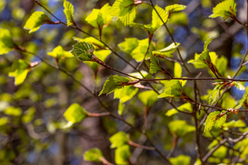 The arrival of spring, the vegetation cycle of plants. Bright green, small leaves of alder (Alnus incana) on a blurred natural background on a sunny spring day.