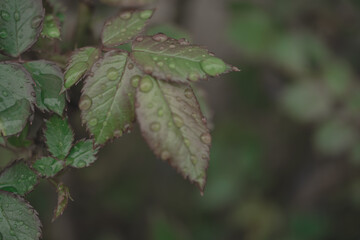 macro photo of a green leaf with dew
