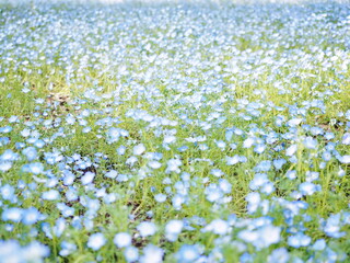 ネモフィラの花