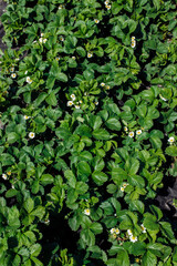 Fototapeta premium wild strawberries bloom in nature