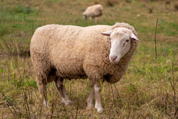 White sheep grazes in the meadow