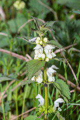 Lamium album, commonly called white nettle or white dead-nettle.