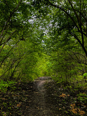 path in the woods