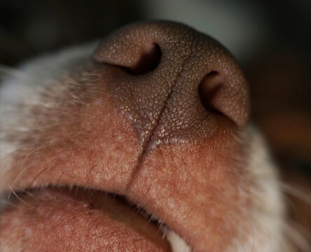 Close up of a  dogs nose.