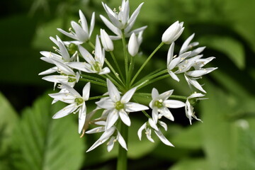 Nahaufnahme von Bärlauchblüten