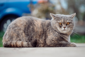 Cat with beautiful yellow eyes