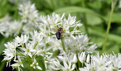 Biene auf einer Bärlauchblüte