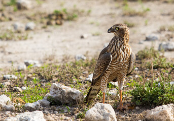 a hawk sits on a rock