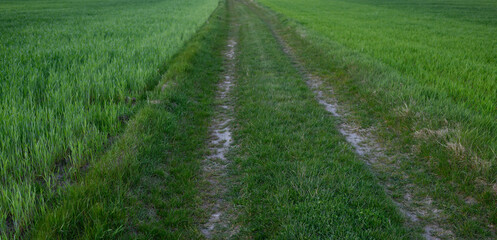 Fototapeta na wymiar road in the green field