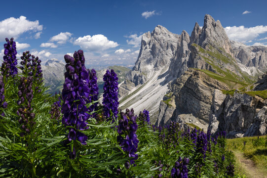 Close up of a bush of purple wolfsbane flowers, with the Seceda plateau and the Odle mountain range in the background