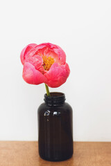 Beautiful peony flower in glass bottle close up on white background. Happy mothers day or Valentines day. Hello spring. Modern flowers still life. Floral wallpaper