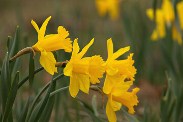 Focus on Group of Yellow Trumpet Daffodils in Garden in Spring with Creamy Bokeh