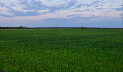 green field and sky