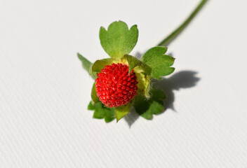 Forest wild strawberry on a white background close up isolated.
